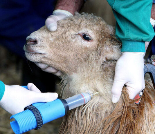 La Junta vacunará al ovino frente al serotipo 3 de la lengua azul en las zonas más próximas a Portugal