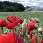 Amapolas regadío web