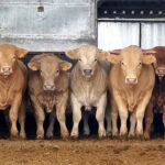 La escasa oferta sigue tirando de la cotización del bovino de carne, cuya demanda exterior crece