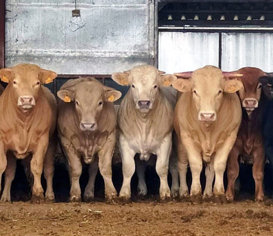 La escasa oferta sigue tirando de la cotización del bovino de carne, cuya demanda exterior crece