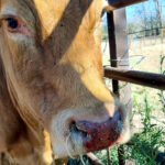 La Junta aprueba dos millones de euros más de ayudas para casi mil explotaciones con EHE este año