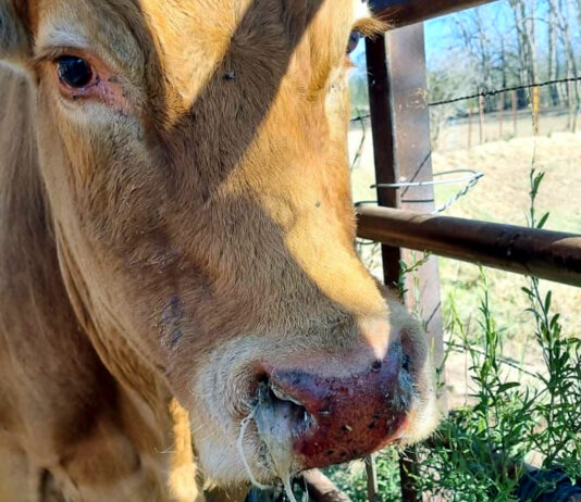 La Junta aprueba dos millones de euros más de ayudas para casi mil explotaciones con EHE este año