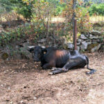 Primer lote de ayudas de la Junta a las explotaciones de bovino afectadas este año por la EHE