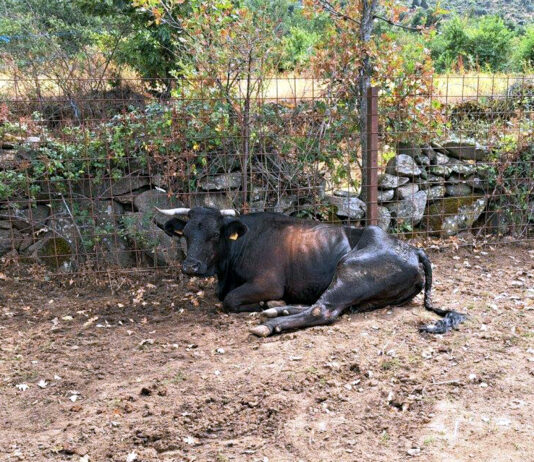 Primer lote de ayudas de la Junta a las explotaciones de bovino afectadas este año por la EHE