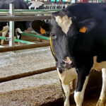 El FEGA actualiza los importes unitarios de las ayudas asociadas a la ganadería de la PAC 2024