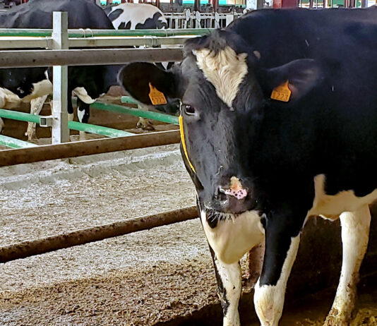 El FEGA actualiza los importes unitarios de las ayudas asociadas a la ganadería de la PAC 2024