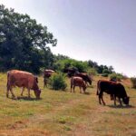 Los ganaderos de bovino de carne piden en la lonja una subida «contundente» que refleje el precio real