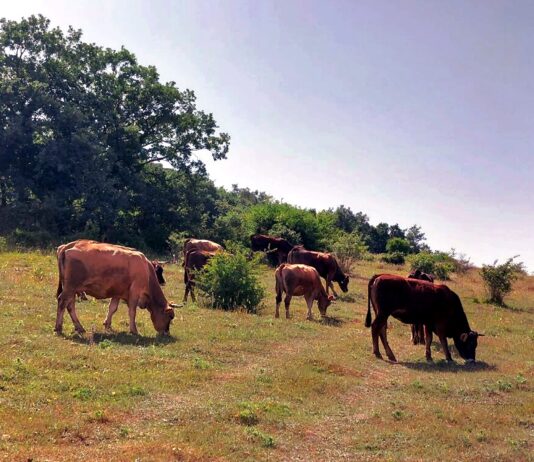 El añojo se resiste a la tendencia de subida general en el bovino de carne en la Lonja de Salamanca