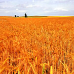 Jueves 5 de diciembre, último día para solicitar los intereses de los préstamos de la sequía