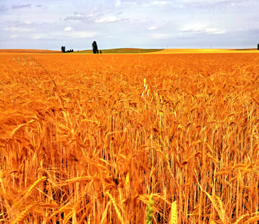 Jueves 5 de diciembre, último día para solicitar los intereses de los préstamos de la sequía