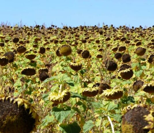 El girasol sigue escalando precio en la Lonja de León ante la perspectiva de menos producto en el mercado