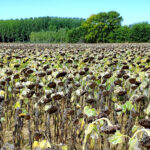 Sube la cotización del girasol por la menor producción mundial, mientras la del cereal sigue su goteo a la baja