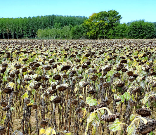 Sube la cotización del girasol por la menor producción mundial, mientras la del cereal sigue su goteo a la baja