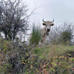 Los ganaderos de bovino de carne insisten en que las cotizaciones de lonja siguen por debajo del precio real