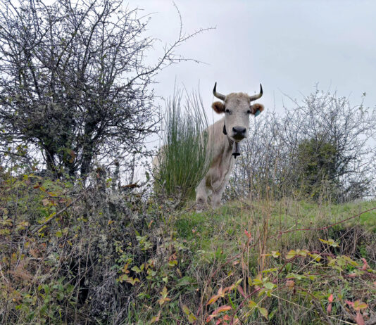 Avanza la investigación en una vacuna multiserotipo para la Enfermedad Hemorrágica Epizoótica
