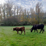El bovino de carne sigue al alza ante la escasez de oferta por la merma de la cabaña ganadera