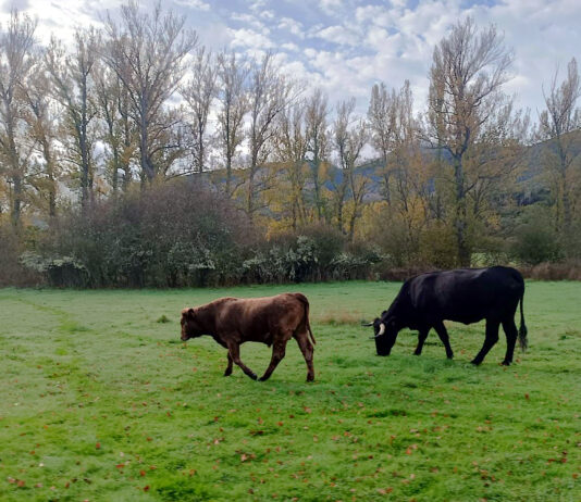 El bovino de carne sigue al alza ante la escasez de oferta por la merma de la cabaña ganadera