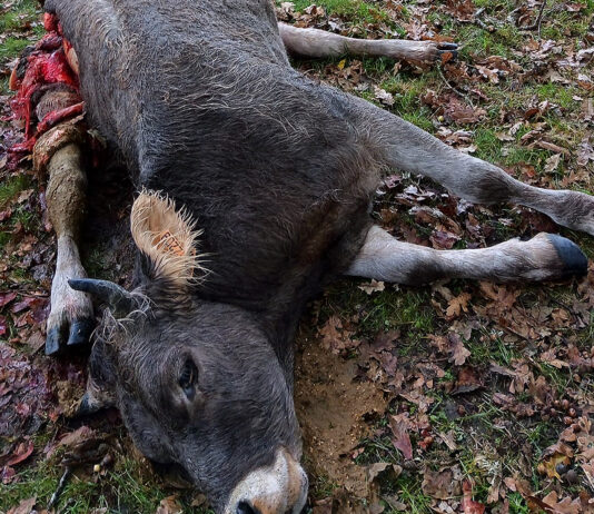 El oso mata una novilla de raza parda de montaña en una explotación bovina de Valberzoso (Brañosera)