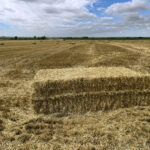La alfalfa y la paja suben en la Lonja de León, con unos cereales hundidos que llaman a movilizarse
