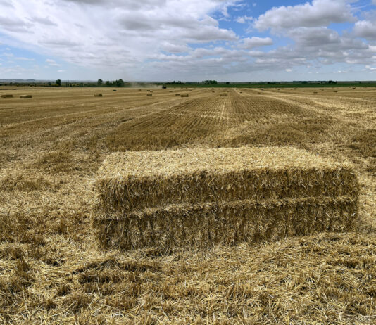 La alfalfa y la paja suben en la Lonja de León, con unos cereales hundidos que llaman a movilizarse