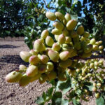 La Escuela de Ingenierías Agrarias ofrece una jornada abierta sobre cultivos de alto valor (viernes 15)