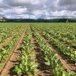 Revisiones al alza en los importes provisionales de todas las ayudas a la superficie de la PAC 2024