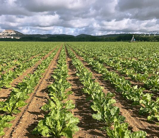 Revisiones al alza en los importes provisionales de todas las ayudas a la superficie de la PAC 2024