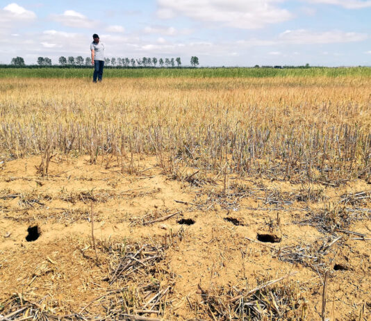 Palencia ya supera este año el centenar de casos de tularemia, con tres de cada cuatro en la región