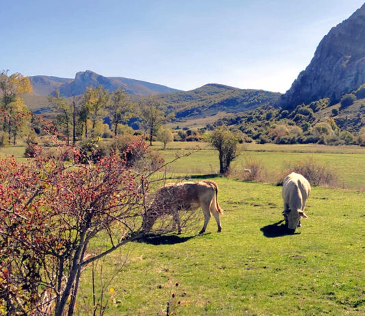 Salamanca constata la cotización estable del bovino para matadero en un contexto de oferta reducida