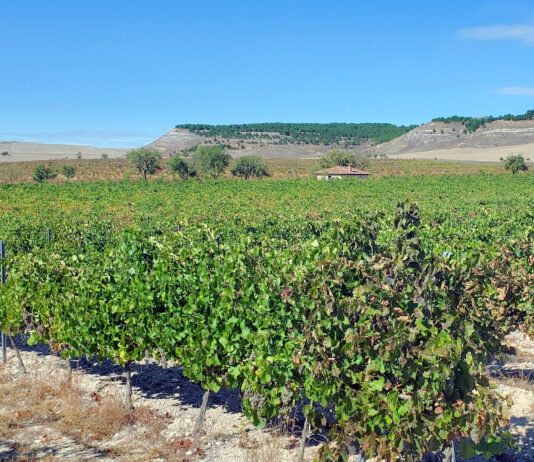 ASAJA analiza la vendimia y pide una reunión urgente con Planas ante la crisis del sector vitivinícola español