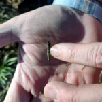 ASAJA-Palencia programa una jornada sobre el zabro y otros insectos que afectan al cultivo de cereales