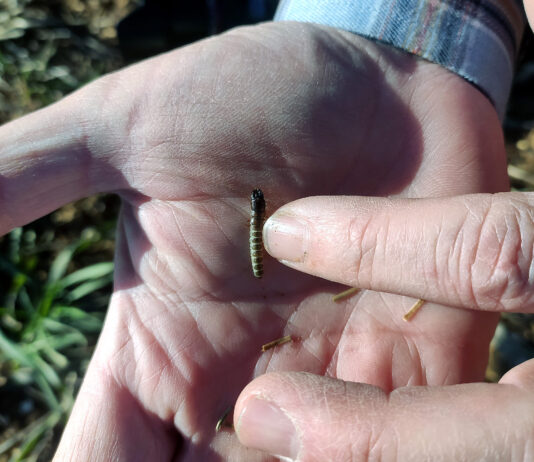 ASAJA-Palencia programa una jornada sobre el zabro y otros insectos que afectan al cultivo de cereales