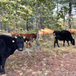 La subida general de 5 cts/kg en el bovino de carne no evita el desfase en la Lonja de Salamanca
