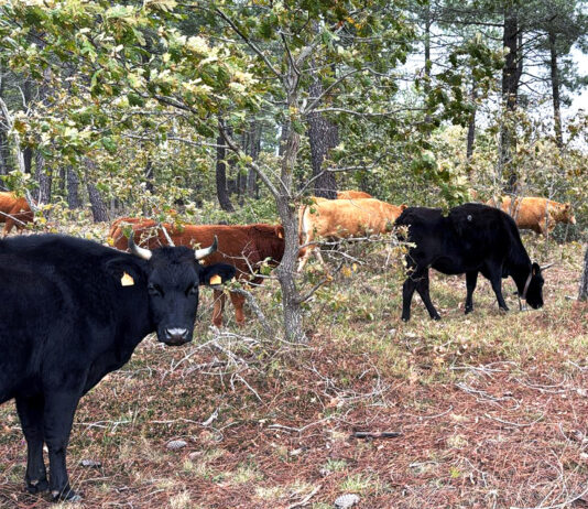 La subida general de 5 cts/kg en el bovino de carne no evita el desfase en la Lonja de Salamanca