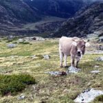 V Feria de Ganado en Extensivo Cervera web