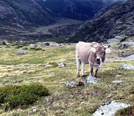 Cervera de Pisuerga celebra el viernes 6 y el sábado 7 la quinta Feria de Ganado en Extensivo
