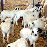 Las ayudas para el fomento de las razas autóctonas españolas pueden solicitarse hasta el 30 de junio