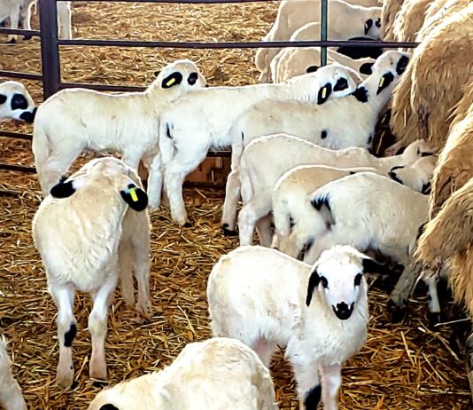 Los lechazos sujetan su cotización en la semana final del año, al contrario que en la Navidad de 2023