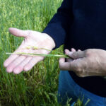 ASAJA anima a informarse sobre el seguro que complementa el valor en caso de pedrisco e incendio