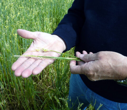 ASAJA anima a informarse sobre el seguro que complementa el valor en caso de pedrisco e incendio