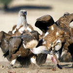 Los ganaderos pueden pedir hasta el 31 de enero el permiso para dejar cadáveres a especies necrófagas