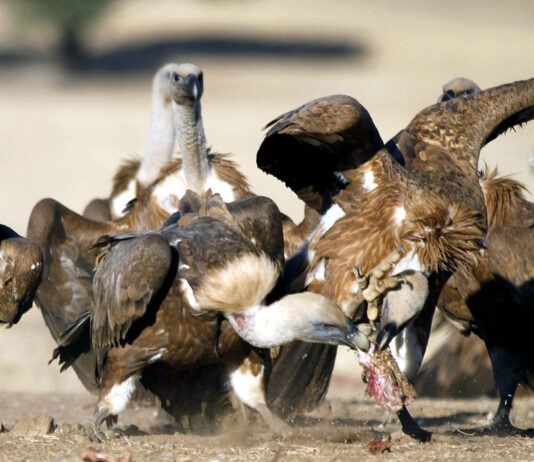 Los ganaderos pueden pedir hasta el 31 de enero el permiso para dejar cadáveres a especies necrófagas