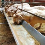 Palencia, entre las siete provincias de Castilla y León oficialmente libres de tuberculosis caprina