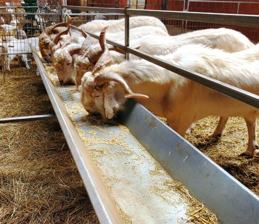 Palencia, entre las siete provincias de Castilla y León oficialmente libres de tuberculosis caprina
