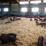 ASAJA y las organizaciones del campo regional, en contra de más restricciones a la ganadería intensiva