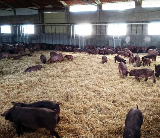 ASAJA y las organizaciones del campo regional, en contra de más restricciones a la ganadería intensiva