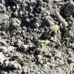 Miércoles 15 de enero, último día para dar parte de no implantación en el cultivo de la colza