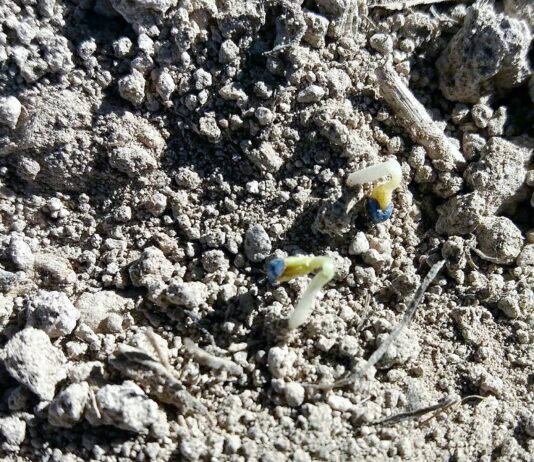 Miércoles 15 de enero, último día para dar parte de no implantación en el cultivo de la colza