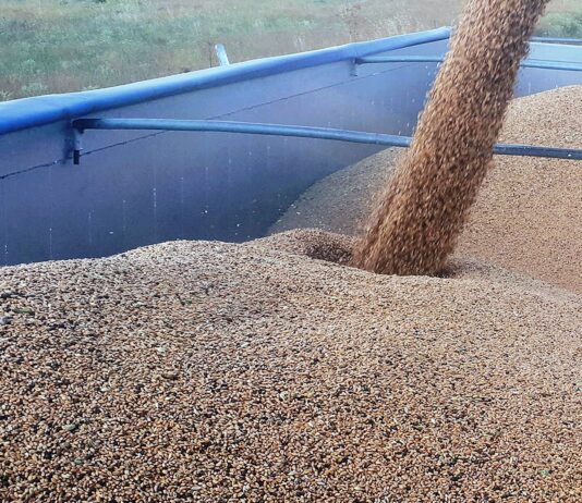 Retoque al alza de los cereales en una Lonja de León a la expectativa tras el relevo en la Casa Blanca