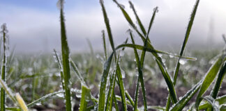 Noviembre fue térmicamente normal, pero más húmedo para ese mes en el centro y norte de Palencia